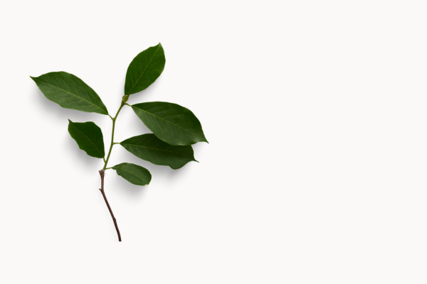 fond blanc plante verte