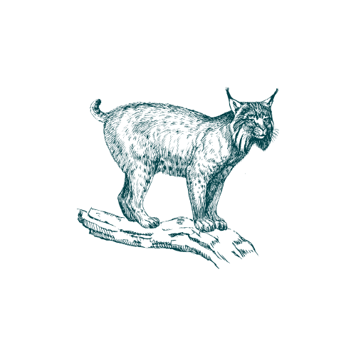 forfait-lynx
