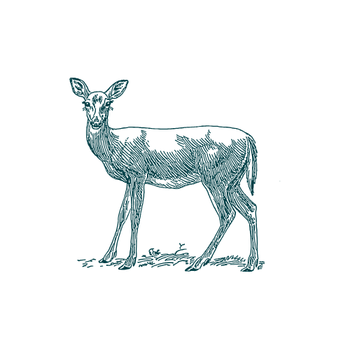 forfait biche forfait biche