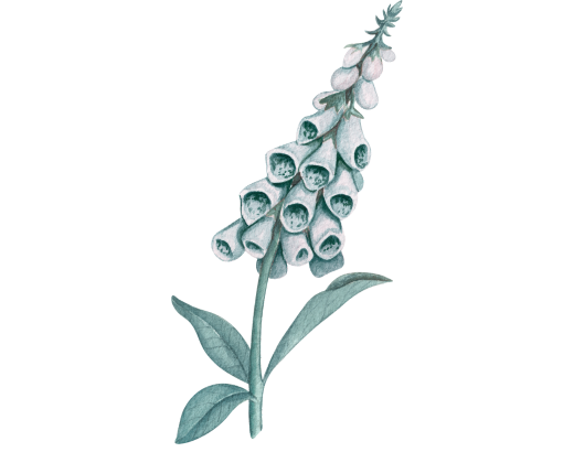 la fleur digitale des montagnes